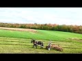 YOU'VE GOTTA SEE THESE COLORS! 🍁🍂🍁 Hitching up a Single Draft Horse to Rake Hay with Fall Foliage