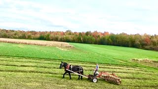 YOU'VE GOTTA SEE THESE COLORS! 🍁🍂🍁 Hitching up a Single Draft Horse to Rake Hay with Fall Foliage