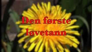 Den første løvetann , sang Torill Langenes chords