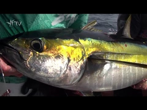 Trolling a lure spread is very effective for tuna!