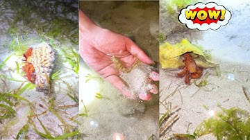 Changcady ra biển bắt được : con ốc mượn hồn, con cua , con cá