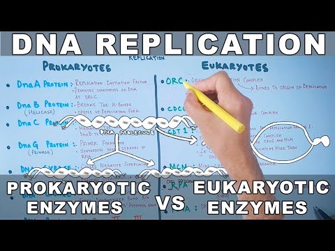 डीएनए प्रतिकृति | प्रोकैरियोटिक बनाम यूकेरियोटिक एंजाइम