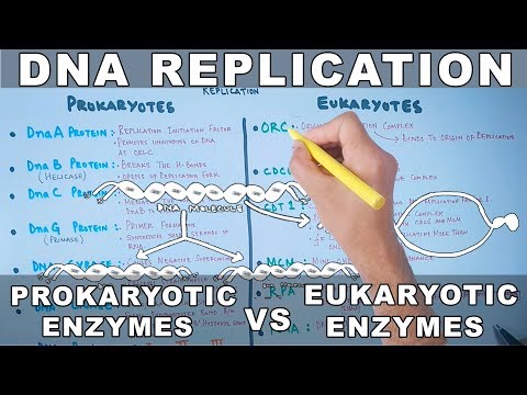 DNA પ્રતિકૃતિ | પ્રોકાર્યોટિક વિ યુકેરીયોટિક ઉત્સેચકો