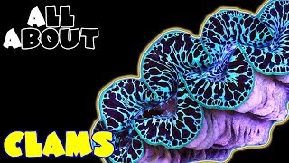 All About The Clams Tridacna Maxima, Derasa, Corcea, Squamosa, Hippopus