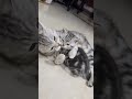 Mom, STOP! 😾 Cat Gets Forced Grooming Session #cat #cute #pets