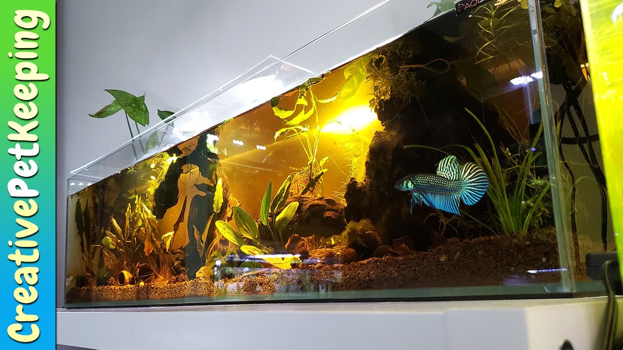 12 Gallon Long Wild Betta Tank Bookshelf Aquarium Youtube