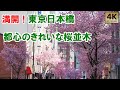 満開!東京日本橋 都心のきれいすぎる桜並木! Tokyo,Nihombashi Cherry blossoms in full bloom