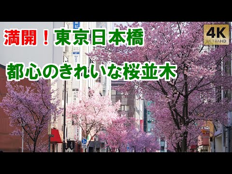 満開！東京日本橋 都心のきれいすぎる桜並木！ Tokyo,Nihombashi Cherry blossoms in full bloom
