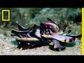 Deadly Flamboyant Cuttlefish Puts on Flashy Display | Short Film Showcase