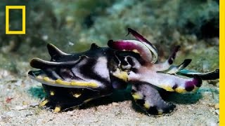 Deadly Flamboyant Cuttlefish Puts on Flashy Display | Short Film Showcase