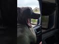 Archie going for a ride