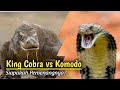 Merinding !!! Pertarungan Sengit King Cobra Versus Komodo