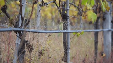 Automated Drip Irrigation & Fertigation System in Kvareli Vineyard