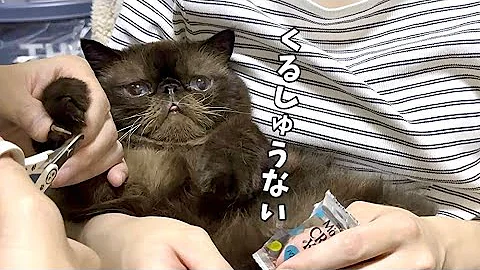 Watch the video about A cute but ugly exotic shorthair cat who seems to have no problem with having his nails clipped.