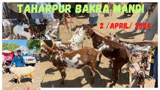 Taharpur bakra Mandi || 2/April/2024 #bakramandi #taharpur #market