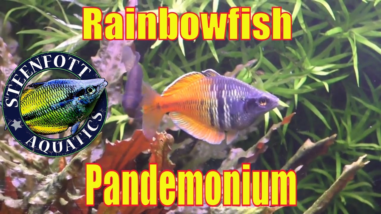 planted tank ph 125 Gallon Planted Rainbowfish Aquarium - A Day in the Fishroom - Hygrophila Corymbosa