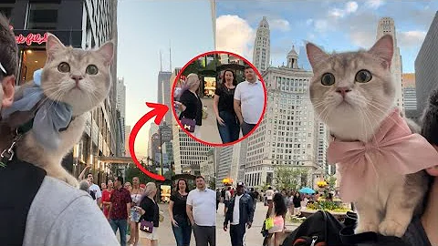 Watch the video about Adorable Cat Brings Smiles to People of Chicago