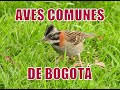Aves comunes de Bogotá