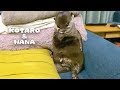 カワウソコタローとハナ なんとも陽気なコタローの休日 Otter Kotaro&Hana Naughty Cheerful Boy Kotaro
