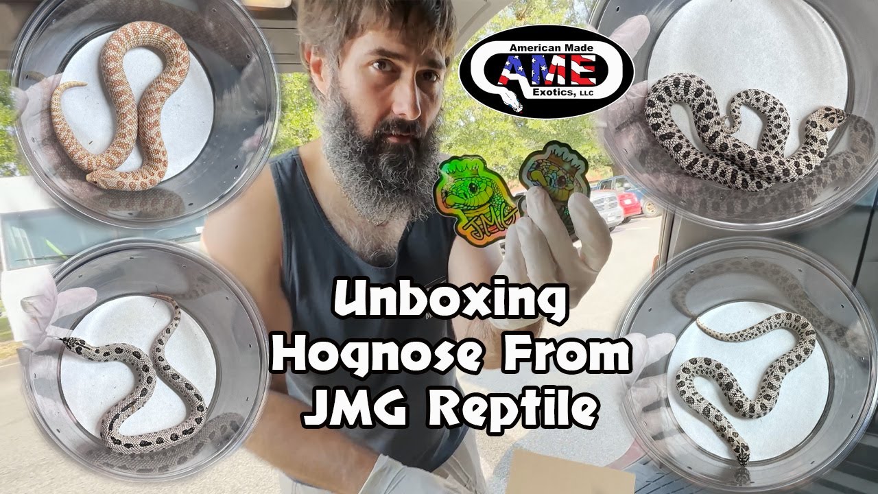 Unboxing Hognose From JMG Reptile v80