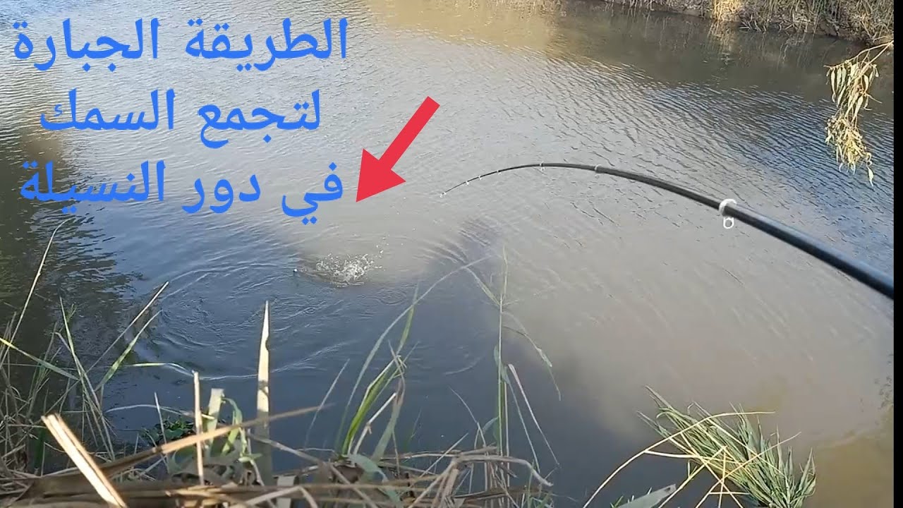 الطريقة الجبارة لتجميع اكبر كمية سمك في دور النسيلة