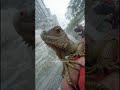 iguana save themselves during flash floods