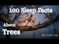How Trees Remember the Seasons — Fall Asleep to Science — No Ads | The Sleepy Lab