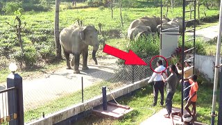 Wild Elphants Herd Angry On Man || Man Vs Elephants