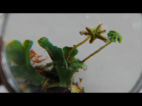 Video: Adakah pteridophyta sebuah filum?