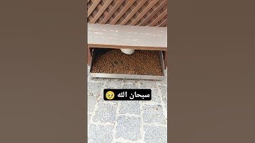قرآن كريم 🤍 تلاوات خاشعه #متابعه_ولايك_فضلا_وليس_امرآ #اكسبلور