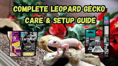 Complete Leopard Gecko Care & Setup Guide |  Beginners Guide