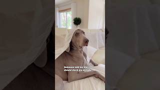 I wouldn‘t be me without it#weimaraner #cutedog #doglover #funnydogs #shortsfeed #shortsfeed #fyp