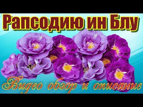 Обзор розы Рапсодию ин Блу (Парковая) - Rhapsody in Blue (Warner, 2002) Обзор розы Рапсодию ин Блу (Парковая) - Rhapsody in Blue (Warner, 2002)