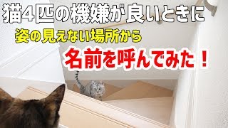猫4匹の機嫌が良いときに順番に名前を呼んでみた結果…