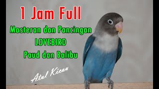 1 JAM MASTERAN PANCINGAN LOVEBIRD BABY, PAUD & BALIBU BELAJAR NGEKEK