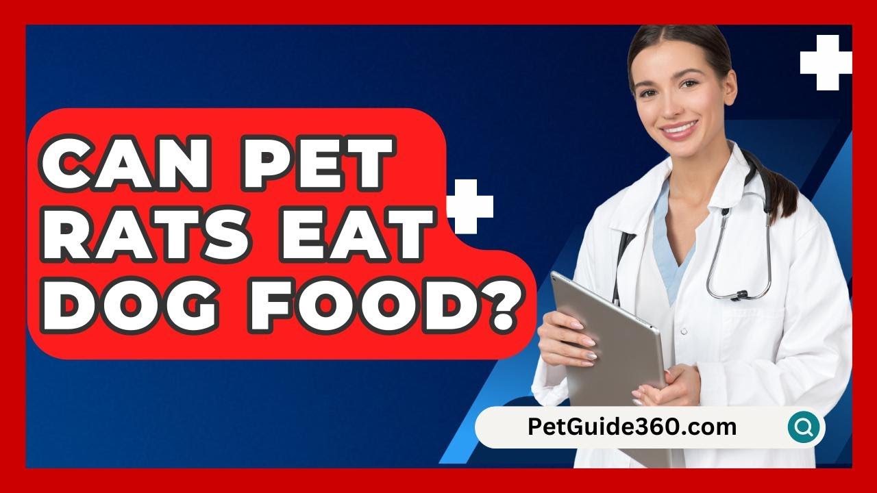 Can Pet Rats Eat Dog Food? - PetGuide360.com