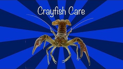 How to care for a crayfish