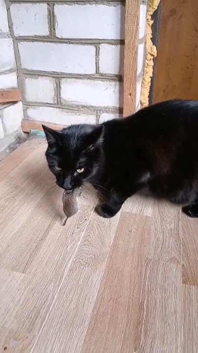 Настоящий охотник! 🐈🤭🤣🤣🤣 #мем #cat #shots #кот #shortvideo #топ #рек # ...
