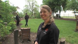 Save The Bee: Glory Bee