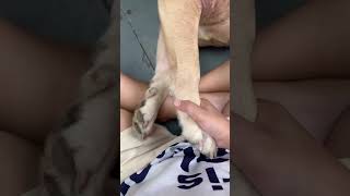 My Love Doge🐕 🐕 🐕 🐶🇺🇸 A 🌎💸