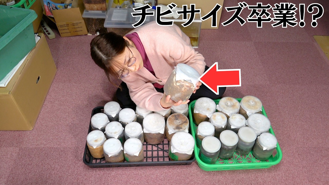 チビサイズばかりだった成虫が...掘り出ししたら予想外の結果に