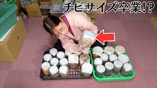 チビサイズばかりだった成虫が...掘り出ししたら予想外の結果に