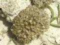 Coral polyps on chumbe island reef