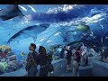 Ripley's Aquarium of Canada Toronto (Full Tour) By Fakher Alam Sher..