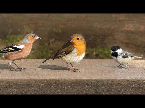 Gra dla Kotów - Filmy Ptaki dla Kotów do Obejrzenia