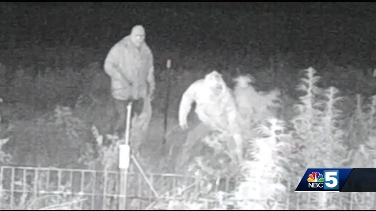 Thieves caught on camera stealing hemp