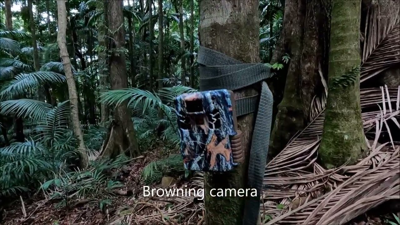 Trail Cam Australian Wildlife   vol  3   Mt Tenison Woods