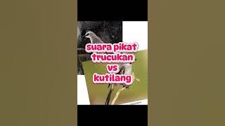 Suara pikat trucukan dan kutilang paling ampuh di jamin langsung turun
