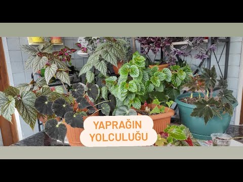 Video: Begonya Yaprağı Yayılımı: Evde Begonyaların çoğaltılması Ve Köklenmesi Için Adım Adım Talimatlar. Yapraktan Begonya Nasıl Yetiştirilir?