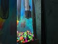 #shorts #fish #cute